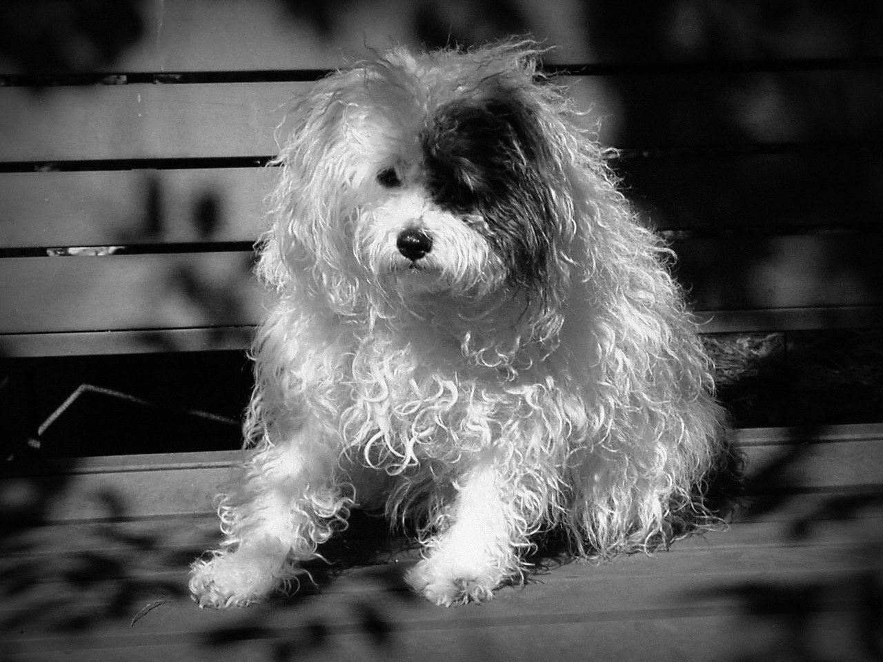 Captured On Floppy Logo